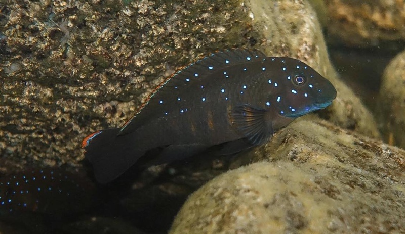 Eretmodus cf. cyanostictus 'Ifala'